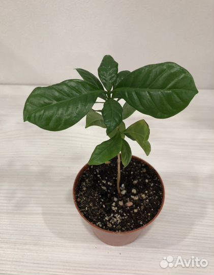 Кофе арабика