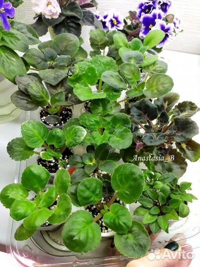 Сортовые фиалки