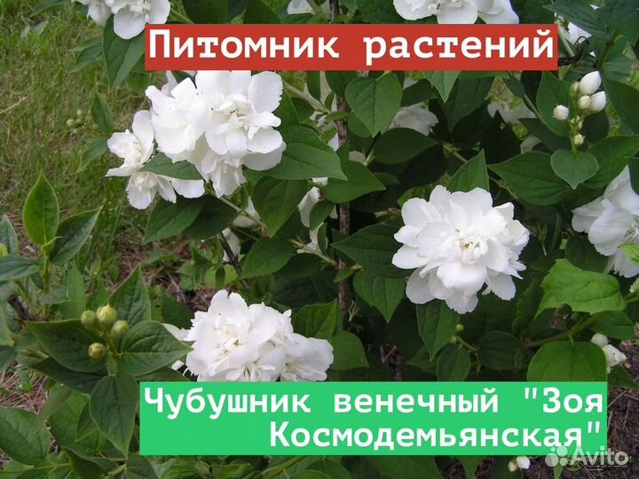 Саженцы Чубушник венечный Зоя Космодемьянская