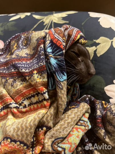 Ориентальный кот