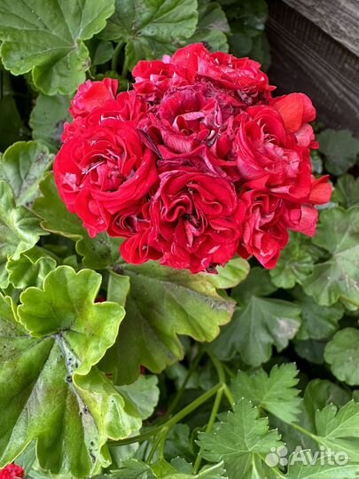 Пеларгония герань розебудная