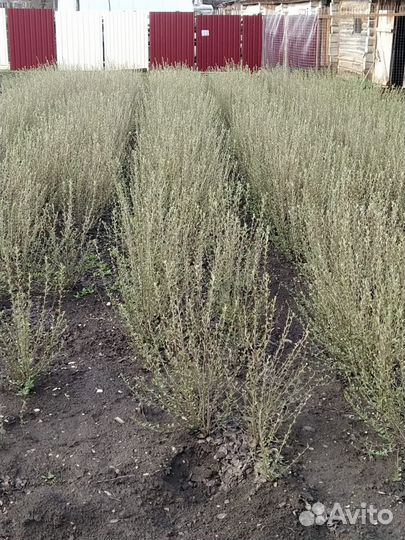 Кизильник блестящий