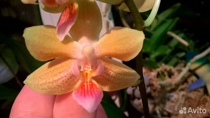 Фаленопсис Yaphon Perfume 'Yellow' x celebensis