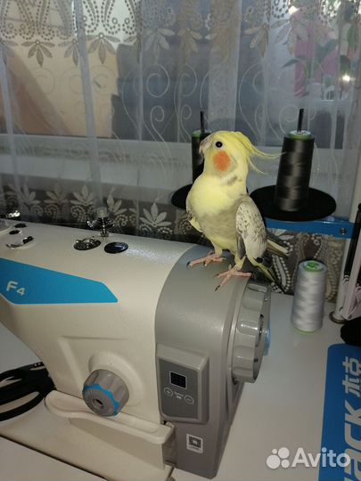 Швея на дому