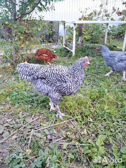 Петухи мехеленская кукушка