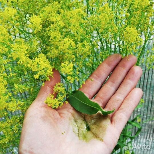 Семена усьмы