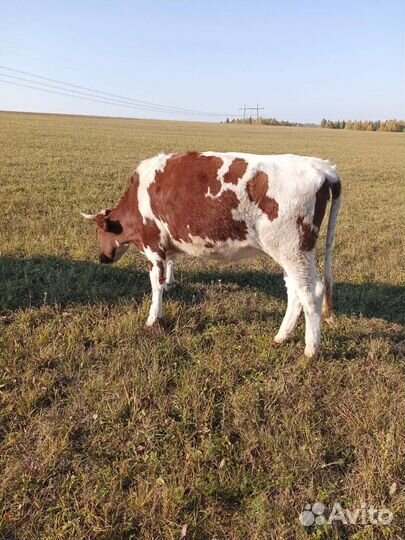 Коровы и телки