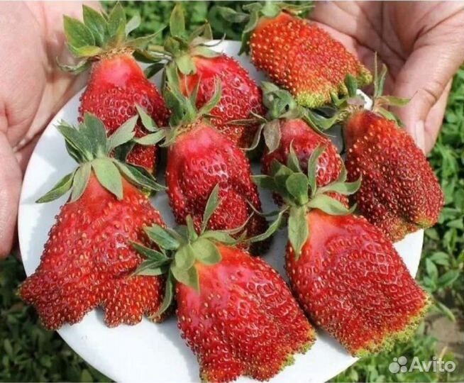 Саженцы клубники Купчиха, Клери