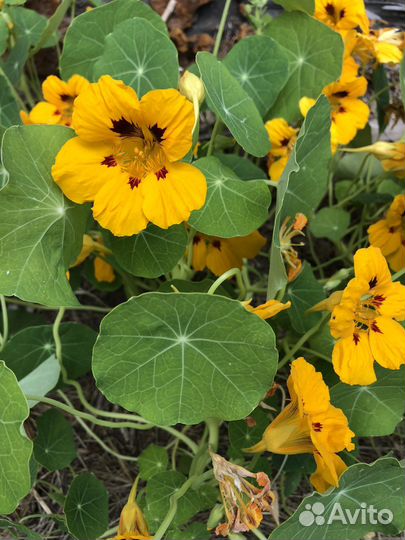 Семена цветов