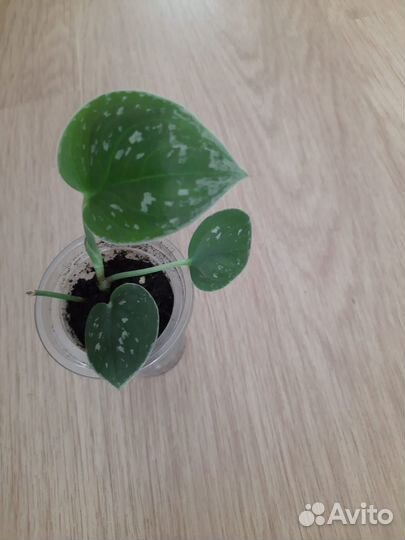 Сциндапсусы сортовые