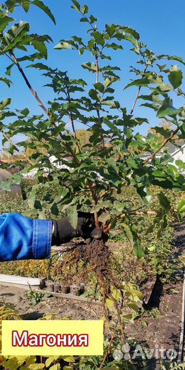 Саженцы, плодовые культуры, декоративные растения