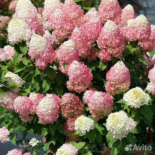 Гортензия Мэджикал свит самер Magical Sweet Summer