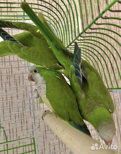 Попугаи (птенцы) в наличии и под заказ