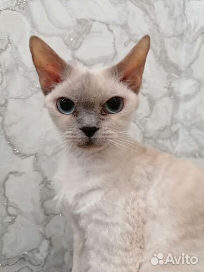Девон-рекс кошка