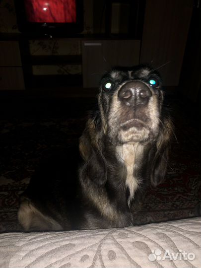 Собака в добрые руки отдам бесплатно