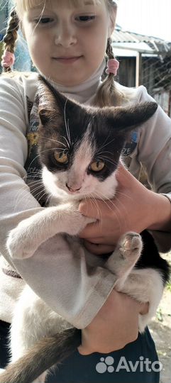 Отдам котенка в добрые руки