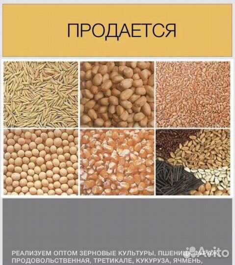 Пшеница, кукуруза, овес, ячмень, рапс, соя, Оптом