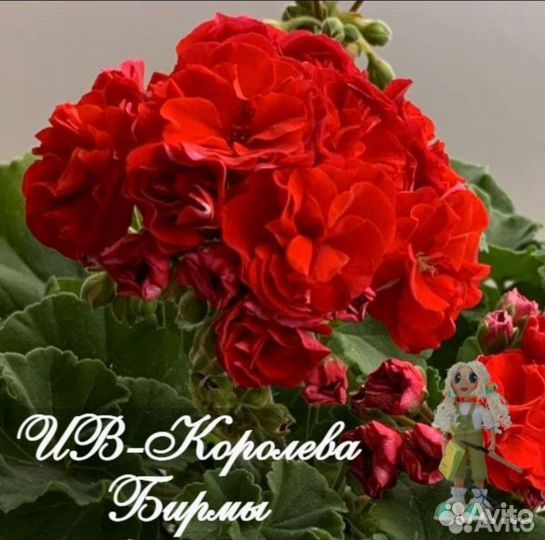 Элитные сорта пеларгонии