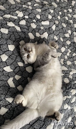 Шотланская вислоухая,вязка