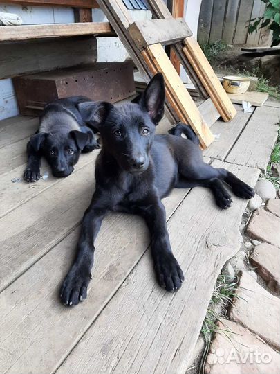 Щенки в добрые руки