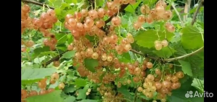 Розовая смородина