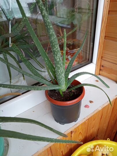 Комнатные цветы алоэ