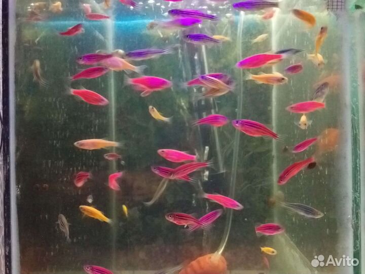 Аквариумные рыбки