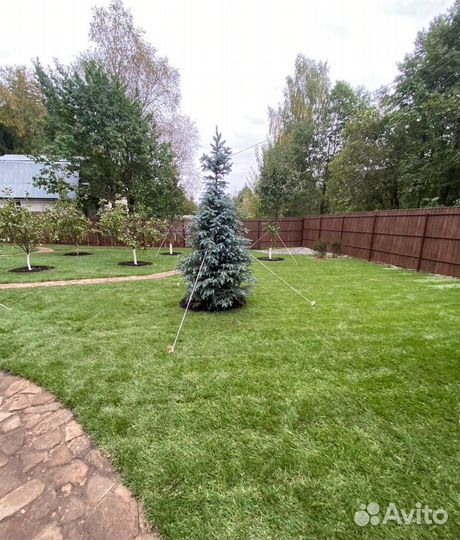 Рулонный газон с укладкой