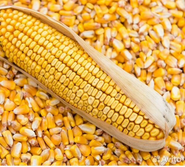 Продажа кукурузы из под комбайна