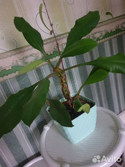 Комнатные цветы