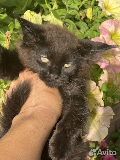 Котята мейн-кун