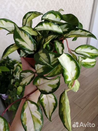 Хойя триколор