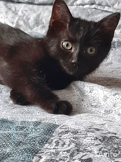 Отдам котенка в добрые руки