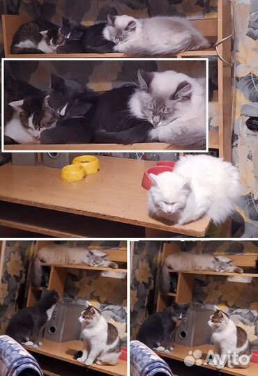 Кошка Роза, серый окрас (как у русской голубой)