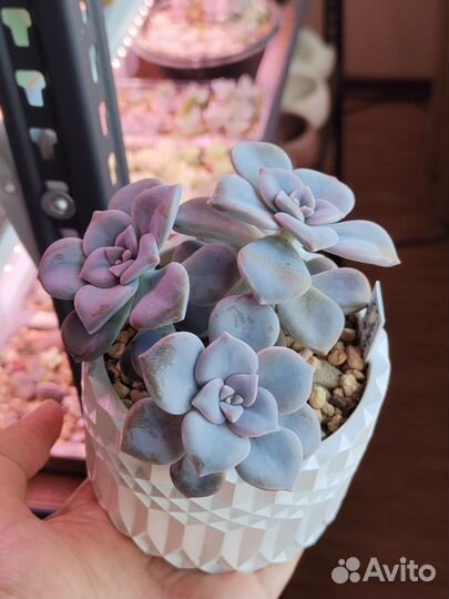 Суккуленты