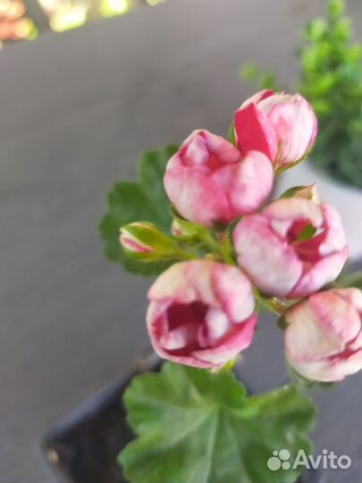 Пеларгония герань