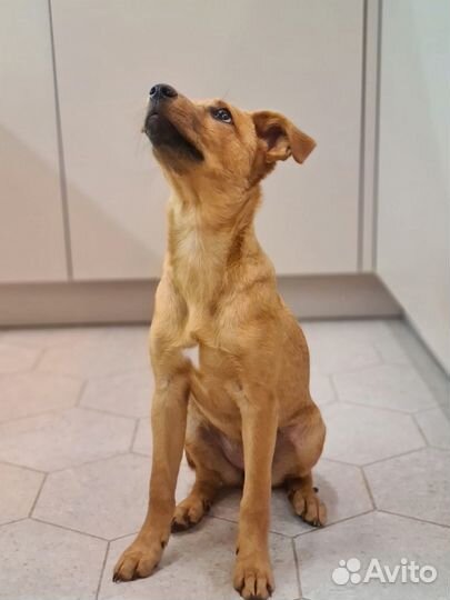 Прелестная щенок Умка 4 месяца в добрые руки