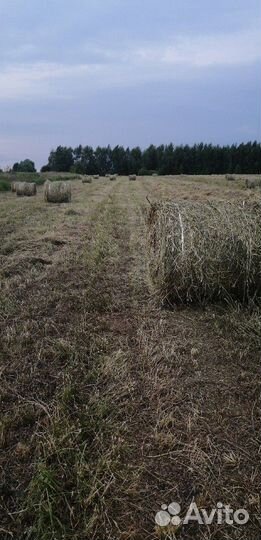 Сено. Солома