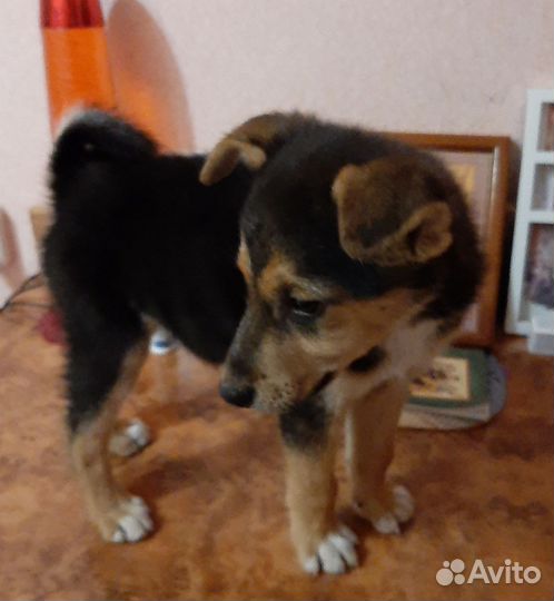 Щенок в добрые руки бесплатно