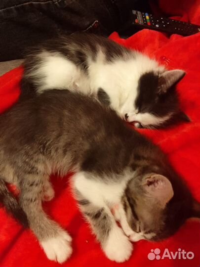 Отдам котят в добрые руки