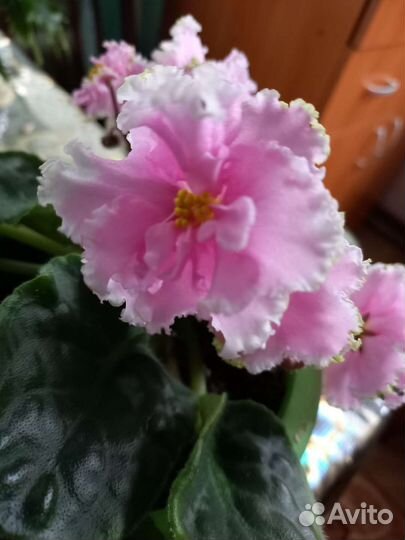 Фиалка, укорененные листья