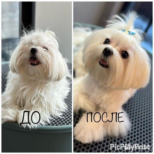 Груминг, уз чистка зубов