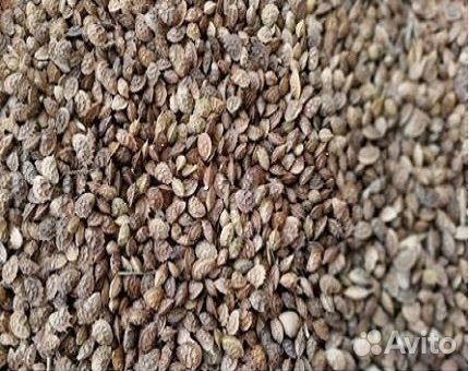 Семена экспарцета