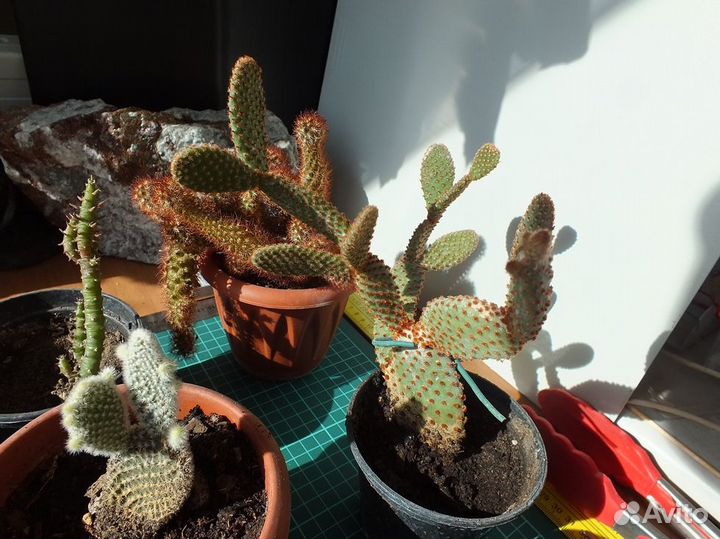 Кактусы Суккуленты Опунции махровые №3