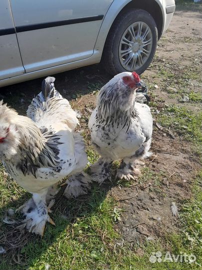Продам петухов 5 месецав