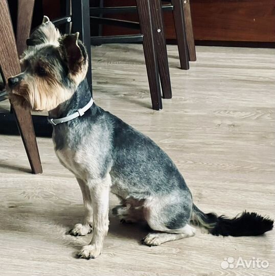 Йоркширский терьер вязка