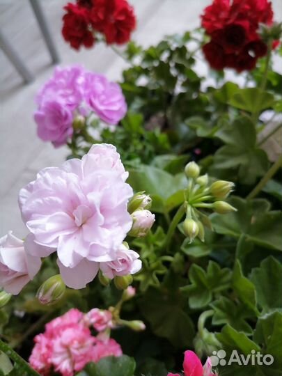 Пеларгония герань плющелистная