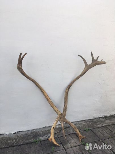 Рога оленя, торг