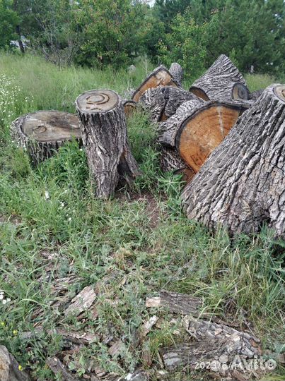 Пень дубовый