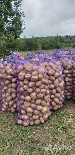 Картофель розница и опт,картофель бэби.Деревенский